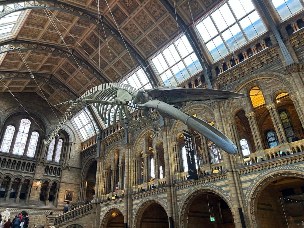 London Museums Natural History Museum Hintze Hall
