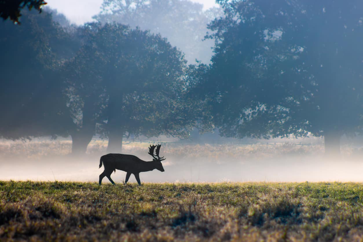 Deer at Richmond Park